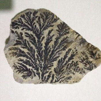 水韭化石图片